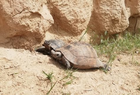 trekking-si-camping-in-Macin-2